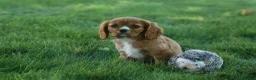 Cavalier King Charles Spaniel dogs for sale: Fletcher 🐶💙 - Ad 13