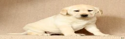 Labrador Retriever dogs for sale: Stella - Ad 4