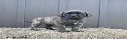 English Mastiff dogs for sale: Molly - Ad 5