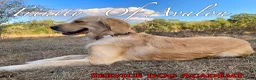 Golden Retriever dogs for sale: Akela of Avalon ID Card service dog junior - gentle tall Golden retriever puppy prospect 11 monts old - Ad 3