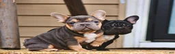 French Bulldog dogs for sale:  Puppy 3 - Ad 7