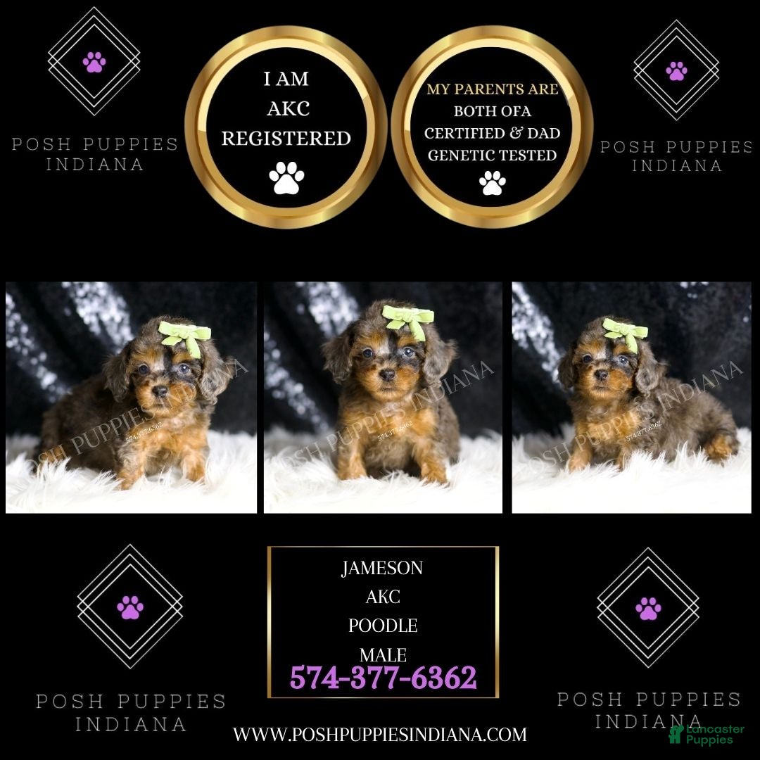 Toy Poodle dogs for sale: Jameson - Ad 2