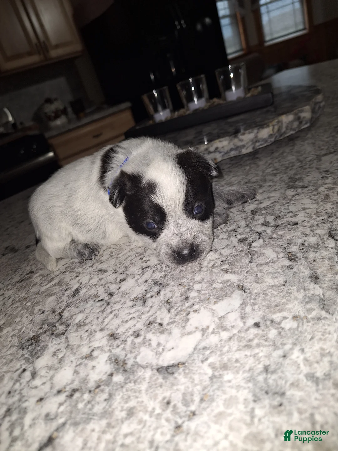 Mixed Breed dogs for sale: Mixed Breed Puppy 3 - Ad 2