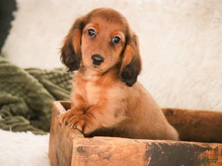 Miniature Dachshund dogs Tinsel - Ad 26