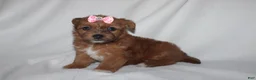 Yorkiepoo dogs for sale: Queen  - Ad 3