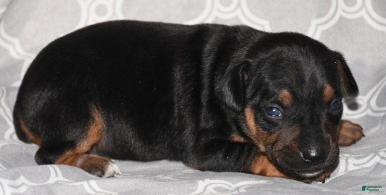 Rat Terrier dogs Lilly - Ad 6