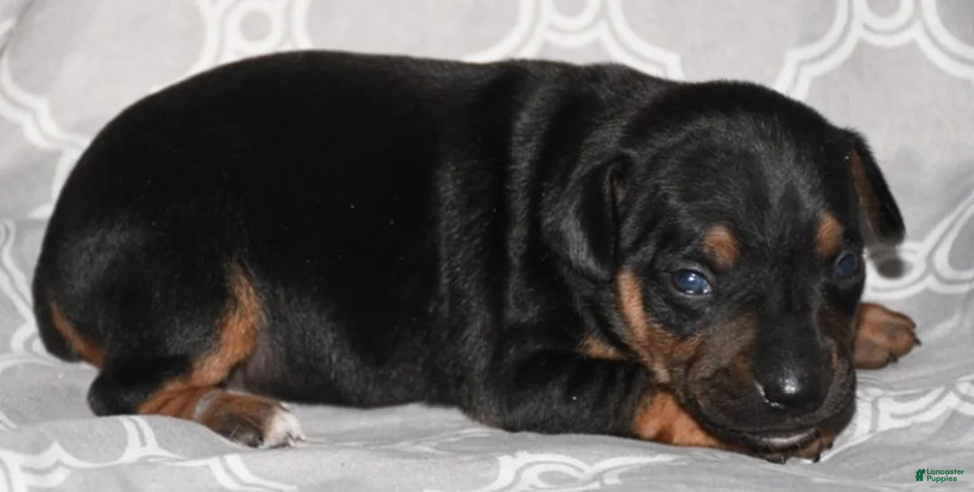 Rat Terrier dogs for sale: Lilly - Ad 1