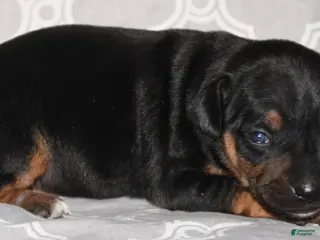 Rat Terrier dogs Lilly - Ad 6