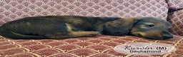 Dachshund dogs for sale: Kurvin - Ad 4