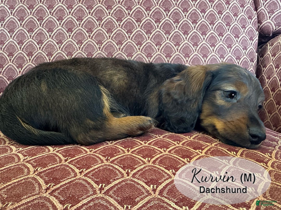 Dachshund dogs for sale: Kurvin - Ad 4