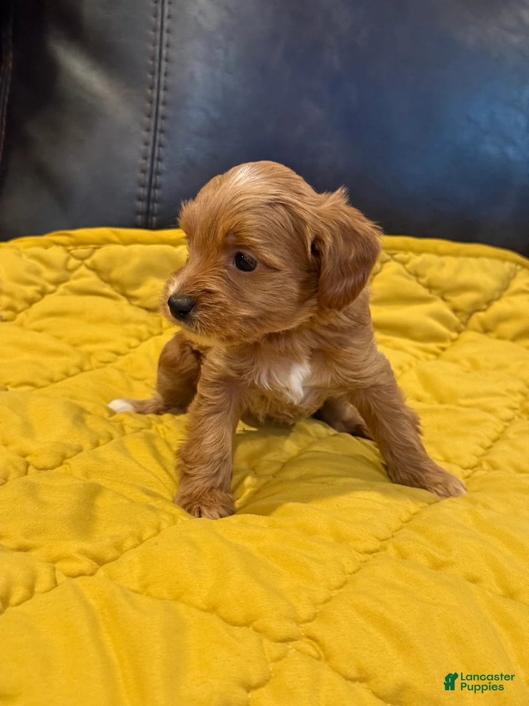 Cockapoo dogs for sale:  Brownie  - Ad 1