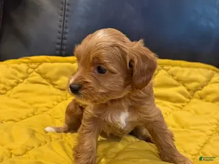 Cockapoo dogs Brownie - Ad 42