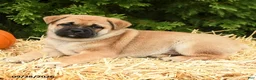 Mixed Breed dogs for sale: Ricky  - Ad 2