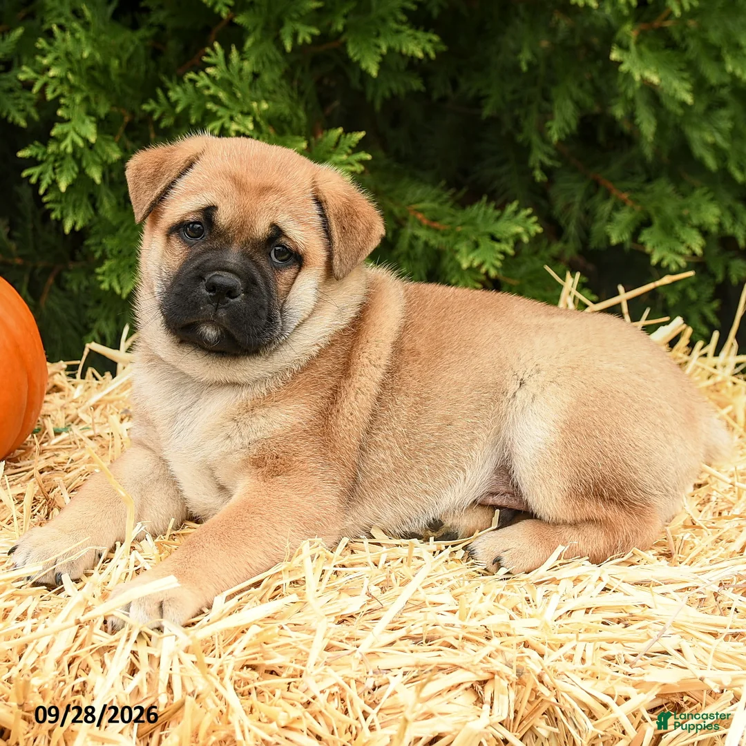 Mixed Breed dogs for sale: Ricky  - Ad 2