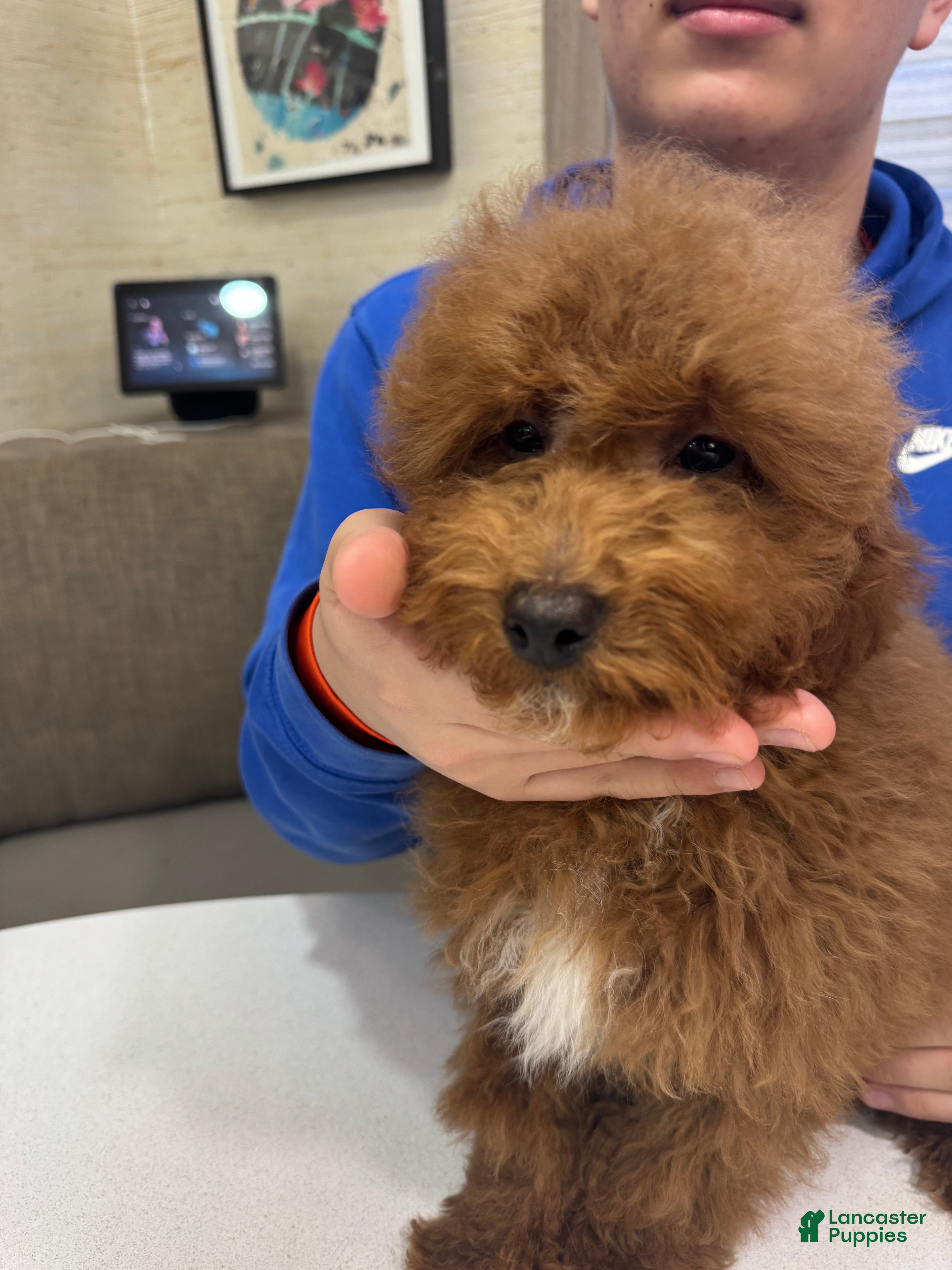 Toy Poodle dogs Rusty  - Ad 2