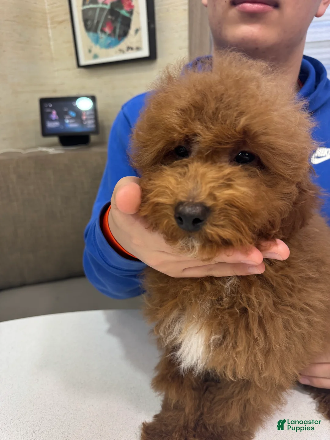 Toy Poodle dogs for sale: Rusty  - Ad 2