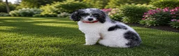 Maltipoo dogs for sale: Dexter  - Ad 16