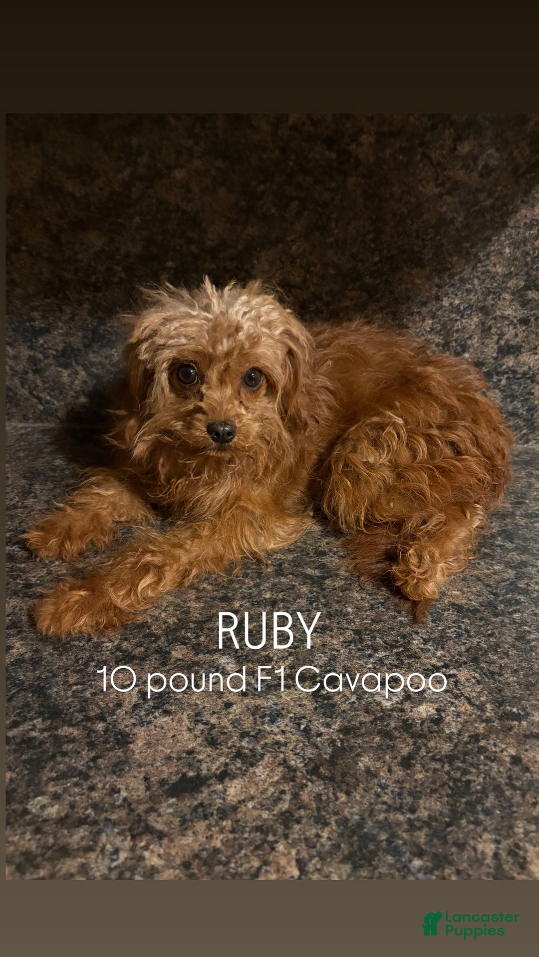 Cavapoo dogs for sale: TOOTSIE  - Ad 4