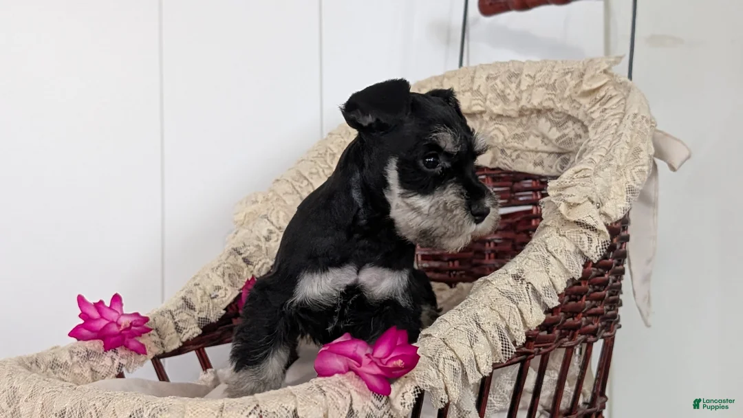 Miniature Schnauzer dogs for sale: Malia - Ad 12