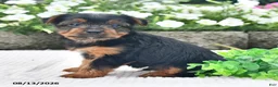 Yorkshire Terrier dogs for sale: Andy - Ad 3