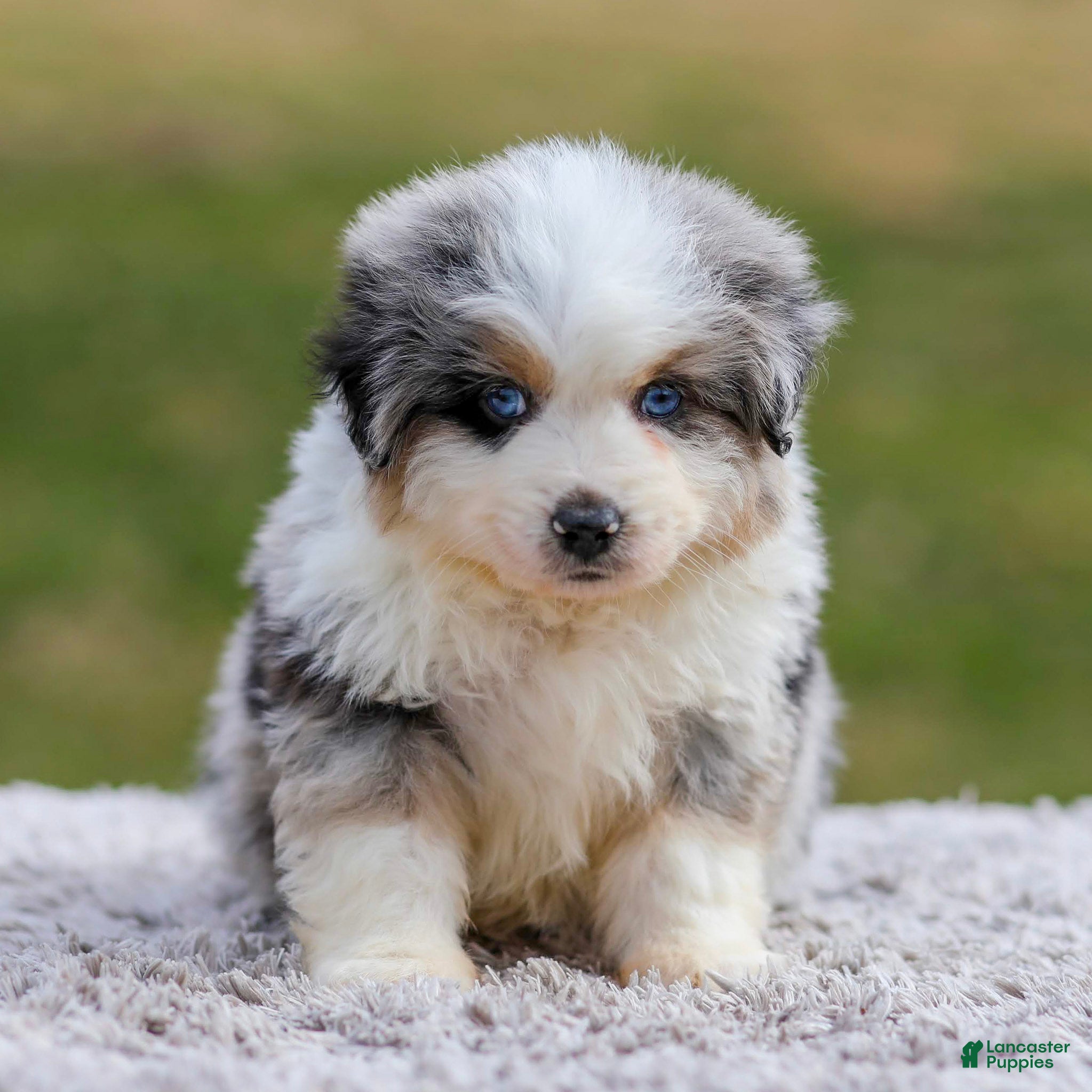 Miniature Australian Shepherd dogs Alex - Ad 1
