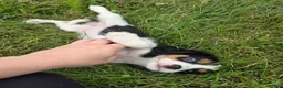 Cavalier King Charles Spaniel dogs for sale: Lily - Ad 6