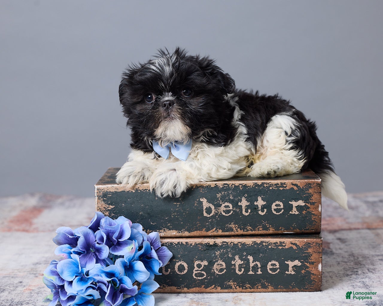 Shih Tzu dogs for sale: River - Ad 3