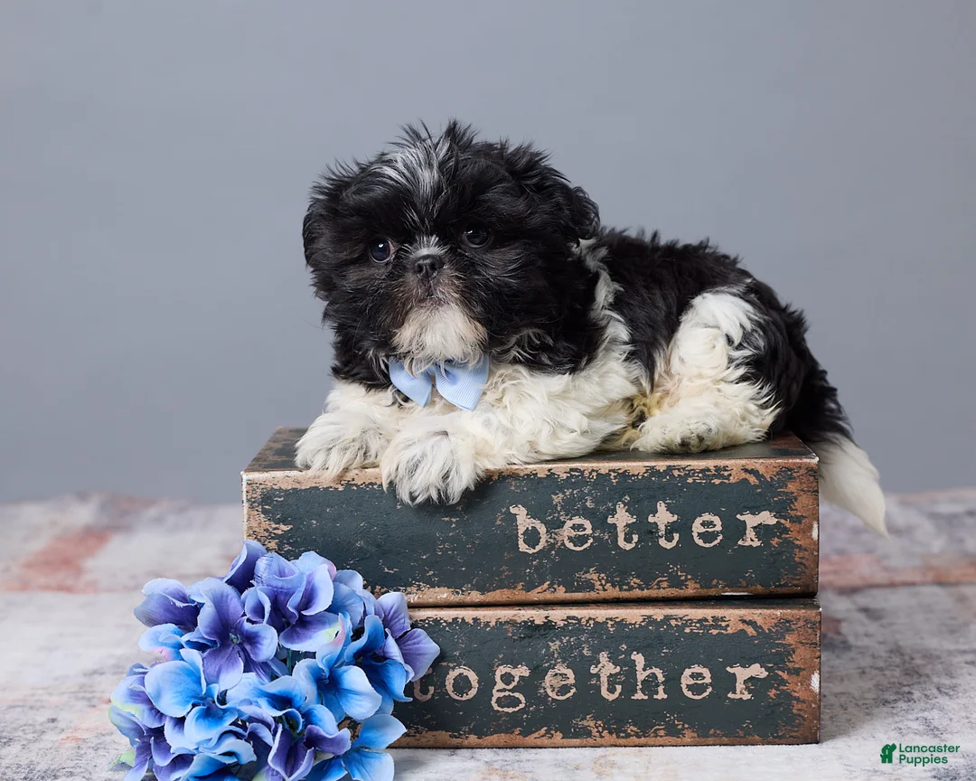 Shih Tzu dogs for sale: River - Ad 1