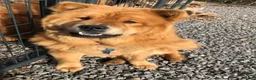 Chow Chow dogs for sale: Sunshine - Ad 9