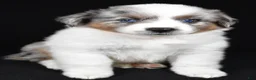 Miniature Australian Shepherd dogs for sale: Angel - Ad 4