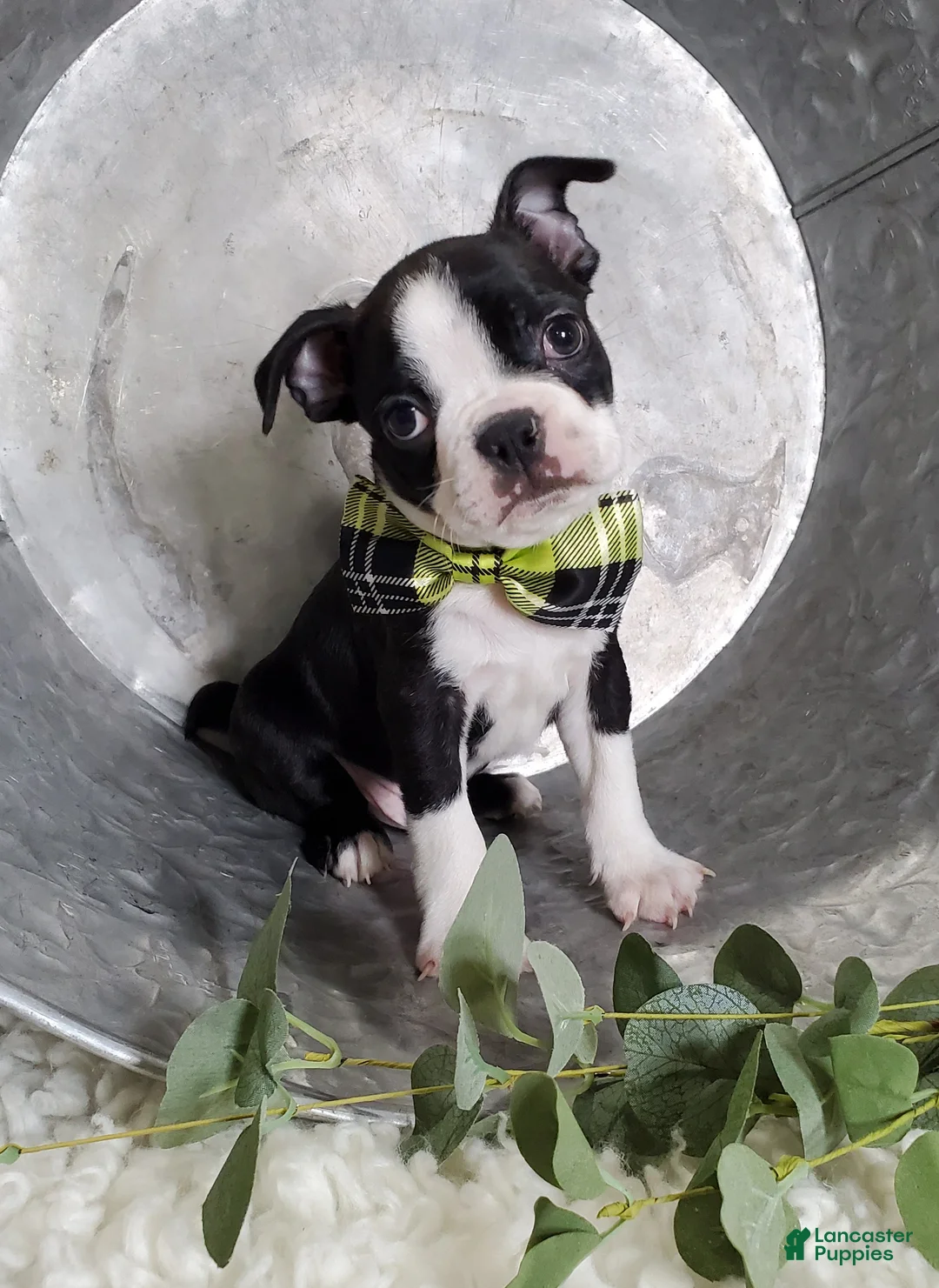 Boston Terrier dogs for sale: Joey - Ad 6