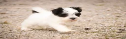 Havanese dogs for sale: Libby Havanese  - Ad 11