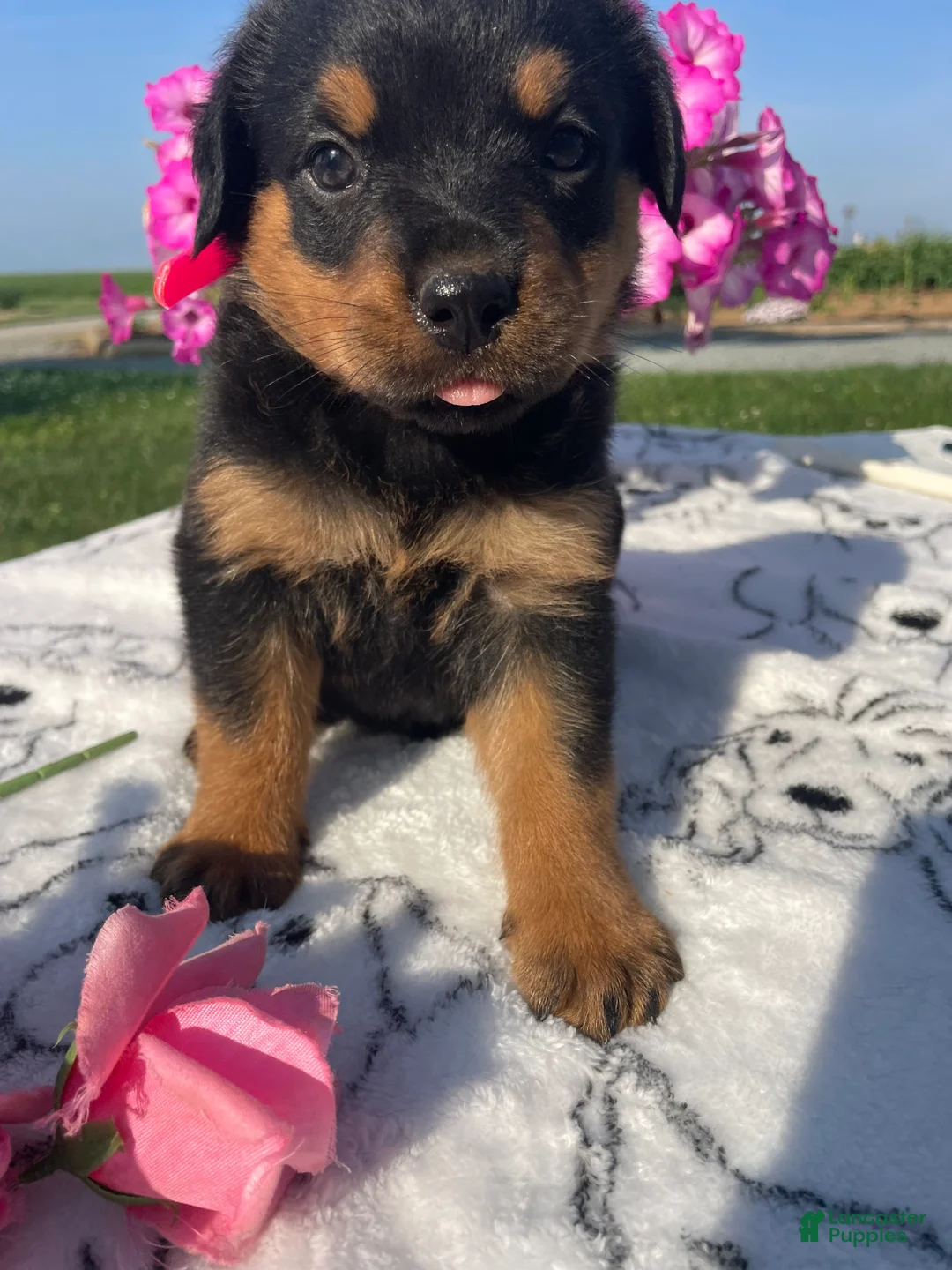 Rottweiler dogs for sale: Roxy - Ad 4
