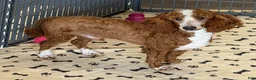 Miniature Poodle dogs for sale: Huck - Ad 2