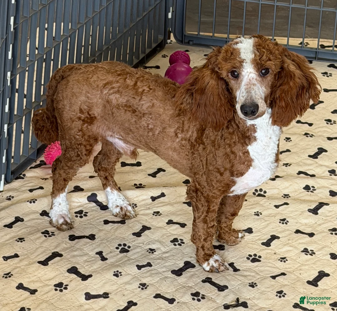 Miniature Poodle dogs for sale: Huck - Ad 2
