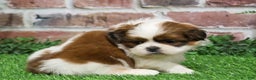 Shih Tzu dogs for sale: Barnaby  - Ad 2