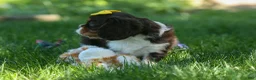 Cavalier King Charles Spaniel dogs for sale:  Arthur 🐶 - Ad 9