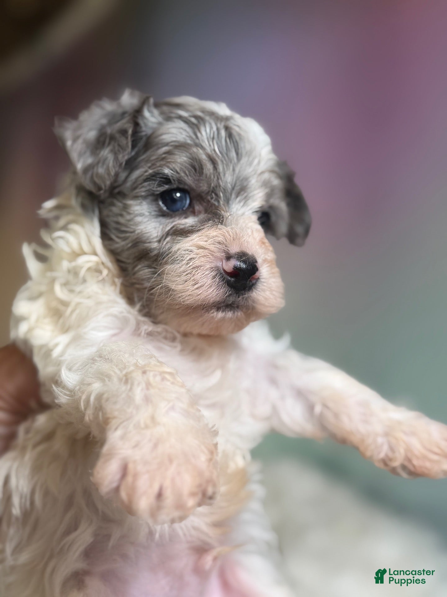 Maltipoo dogs Marlow - Ad 1
