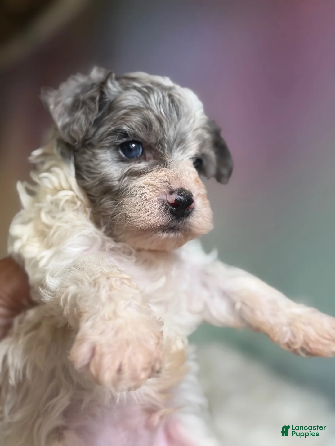 Maltipoo dogs for sale: Marlow - Ad 1