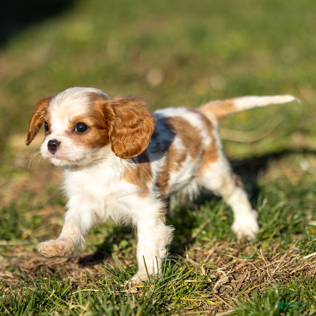 Cavalier King Charles Spaniel dogs for sale: Alfie - Ad 8