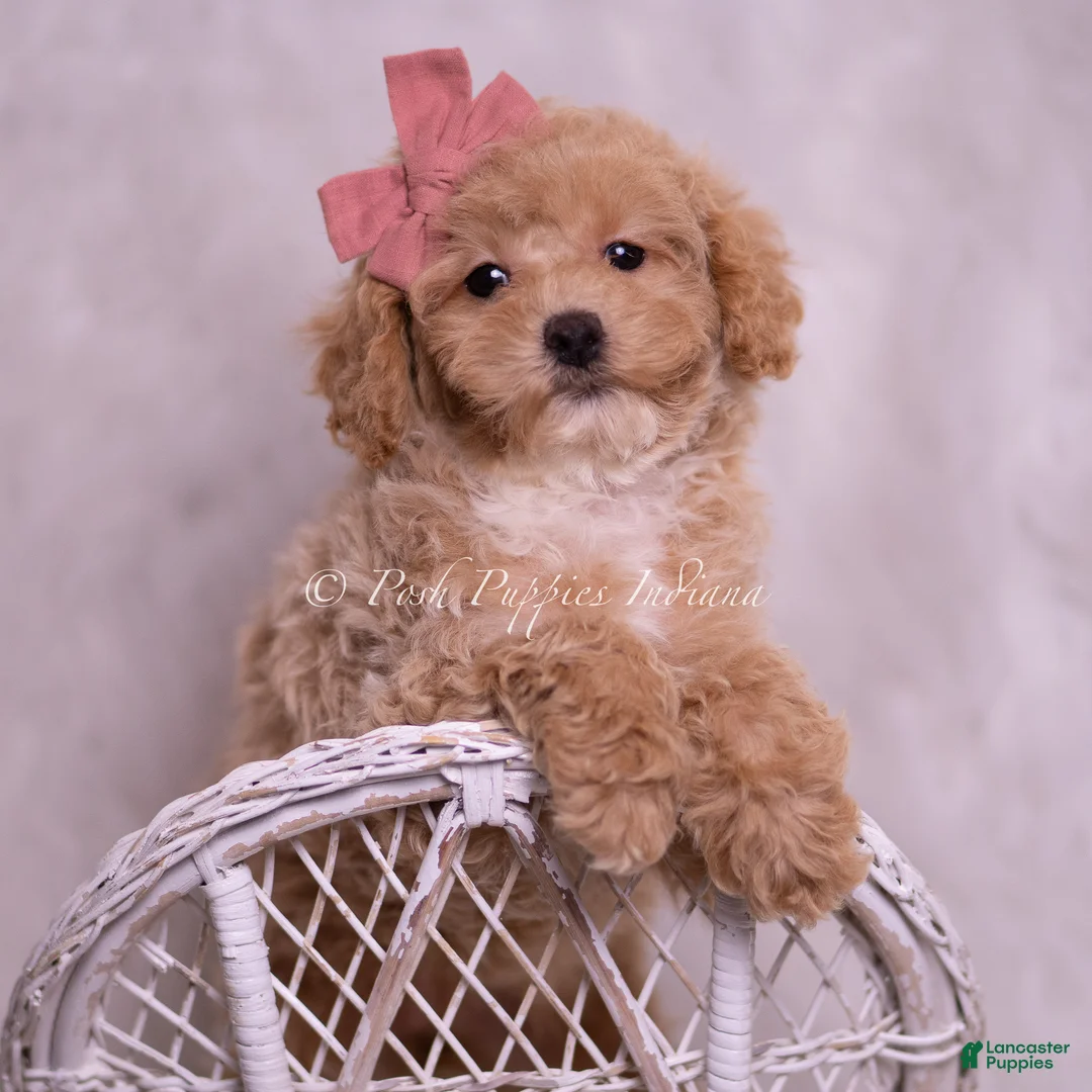 Toy Poodle dogs for sale: Vanna  - Ad 7