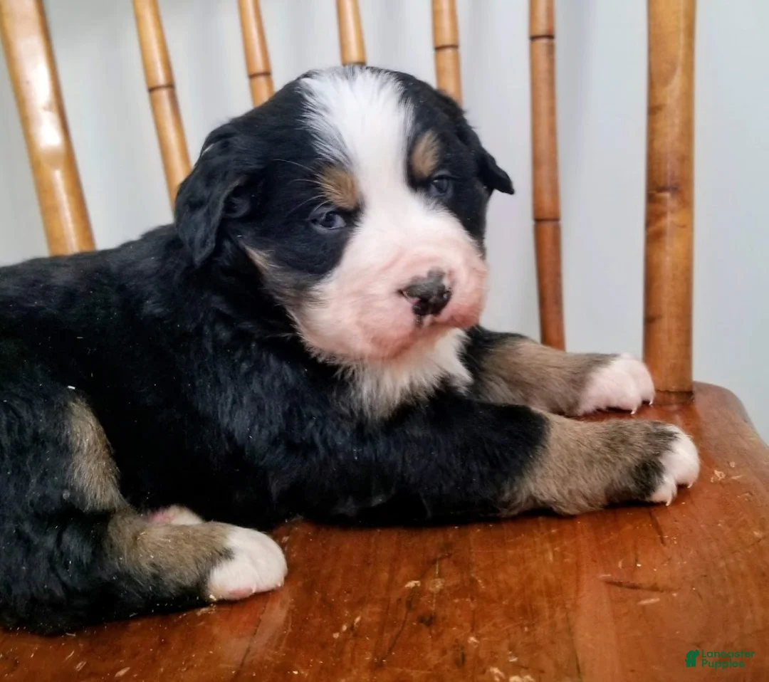 Bernese Mountain Dog dogs for sale: Bernese Mountain Dog Puppy 2 - Ad 3