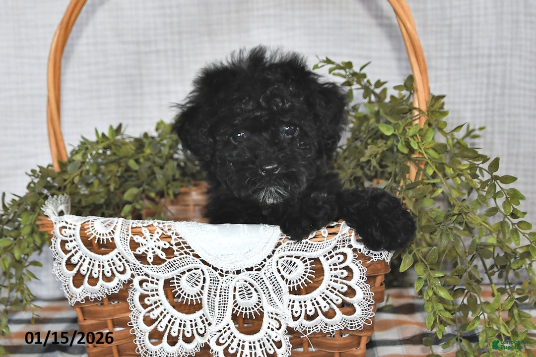 Havapoo dogs for sale: Shadow - Ad 2