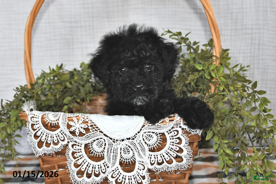 Havapoo dogs for sale: Shadow - Ad 2