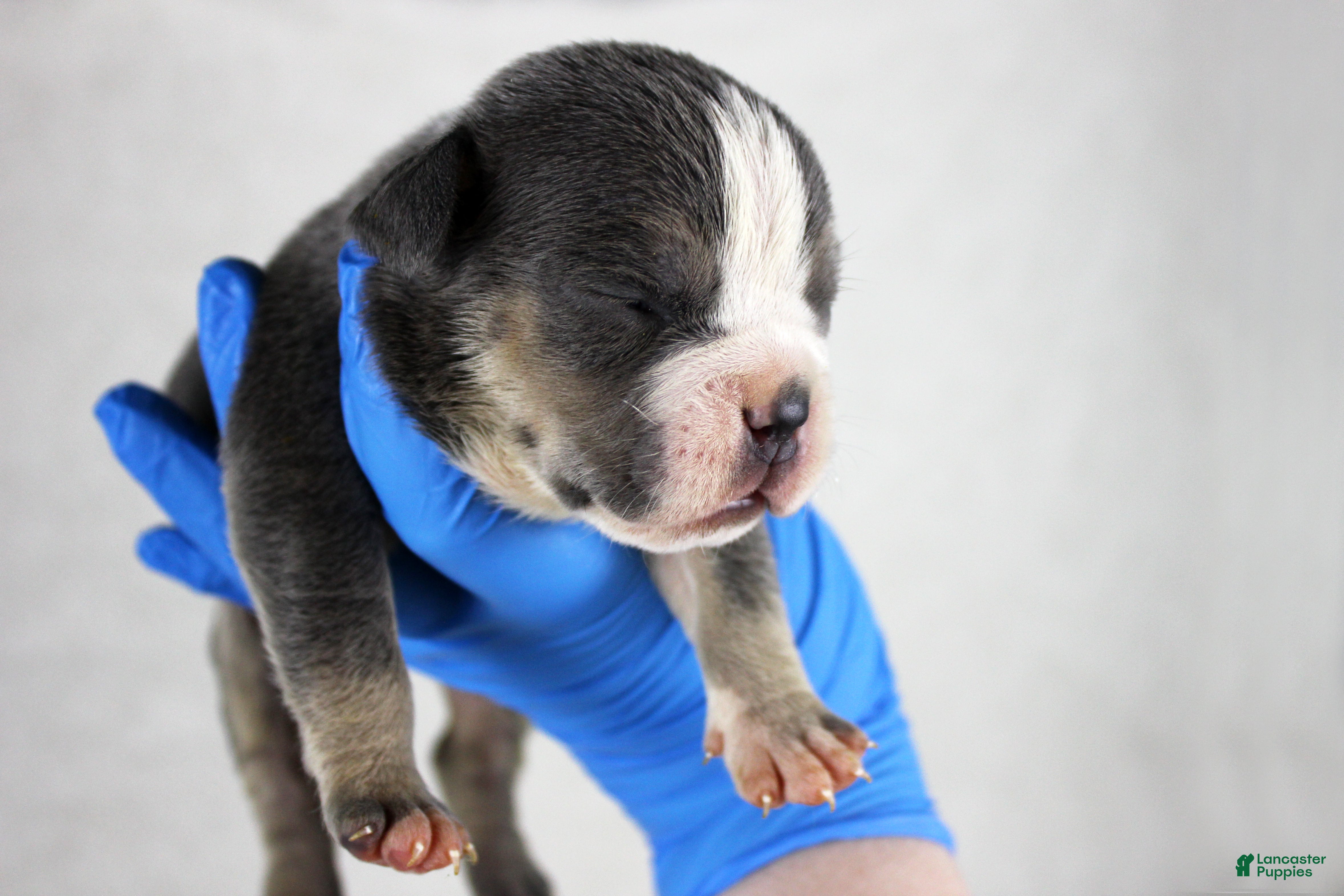 American Bully dogs Blue Tri Female 2 - Ad 20