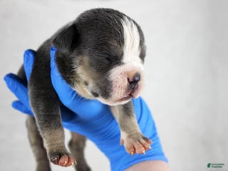 American Bully dogs Blue Tri Female 2 - Ad 40