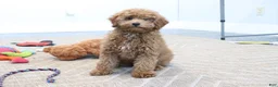 Mini Goldendoodle dogs for sale: Zachary - Ad 4