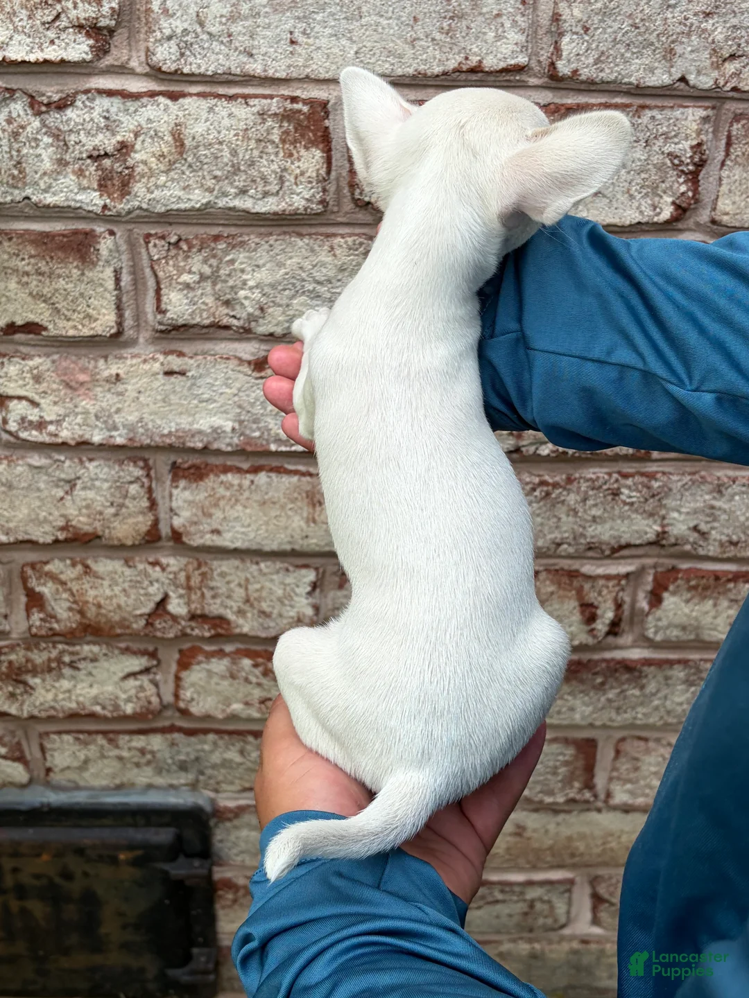 Chihuahua dogs for sale: Paislee - Ad 5