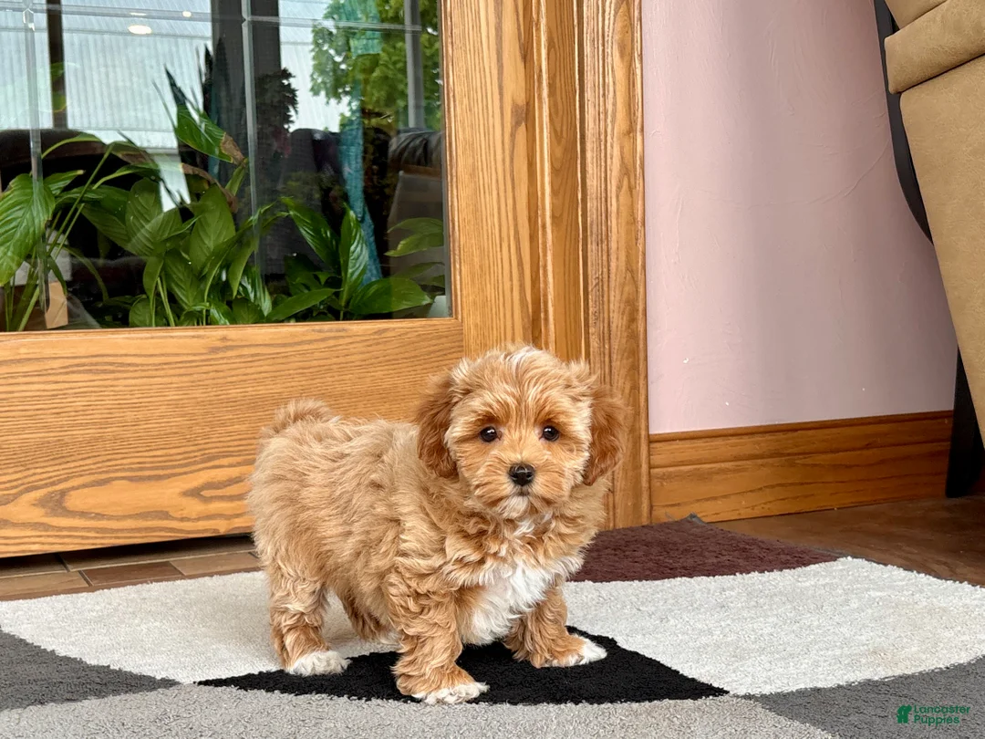 Havapoo dogs for sale: Havapoo Puppy 2 - Ad 2