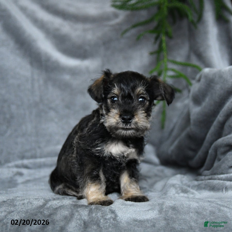 Miniature Schnauzer dogs Benedict - Ad 2